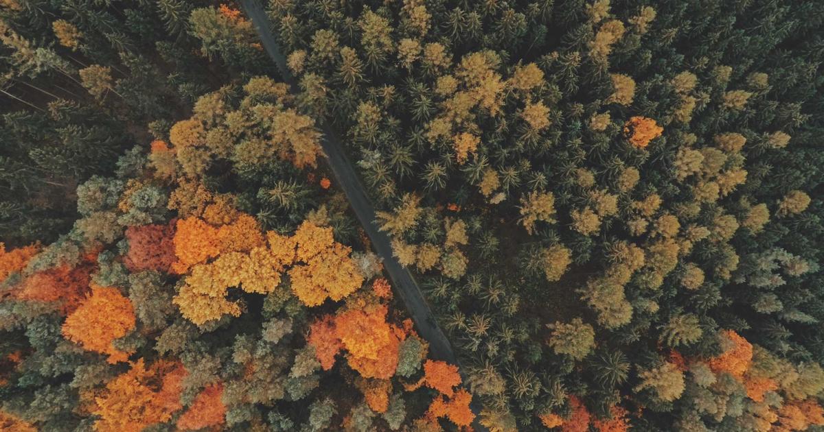 The Gut-Brain Connection: How Your Diet Directly Impacts Your Mood and Mental Clarity